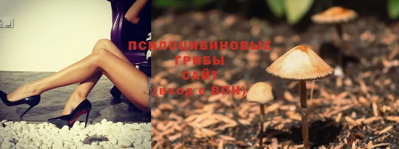 купить наркотики цена  Аткарск  Псилоцибиновые грибы Cubensis 